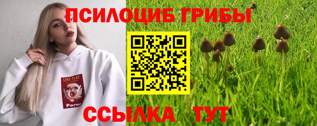 Псилоцибиновые грибы Cubensis Сочи